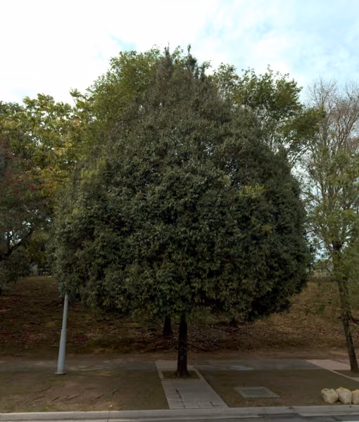 tree photo