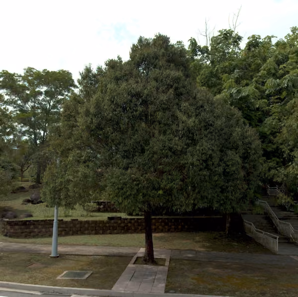 tree photo