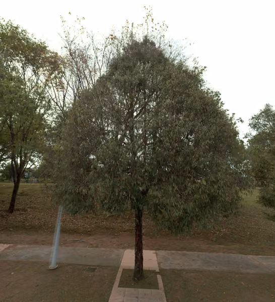 tree photo