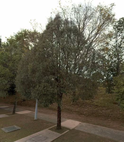 tree photo