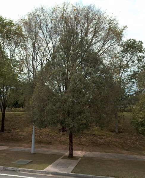 tree photo