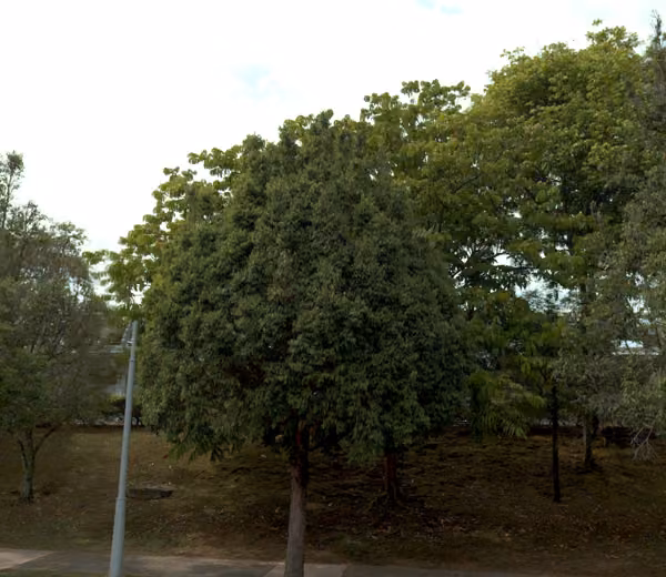 tree photo