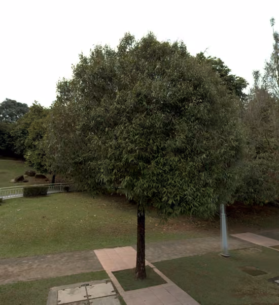 tree photo