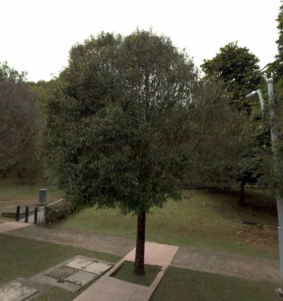 tree photo