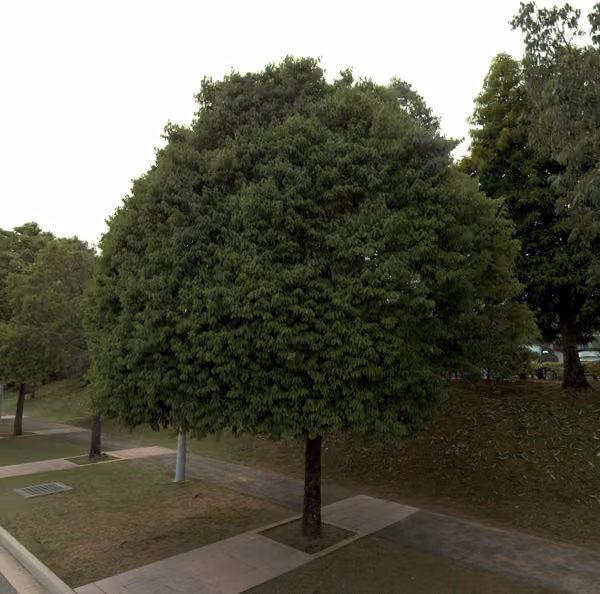 tree photo