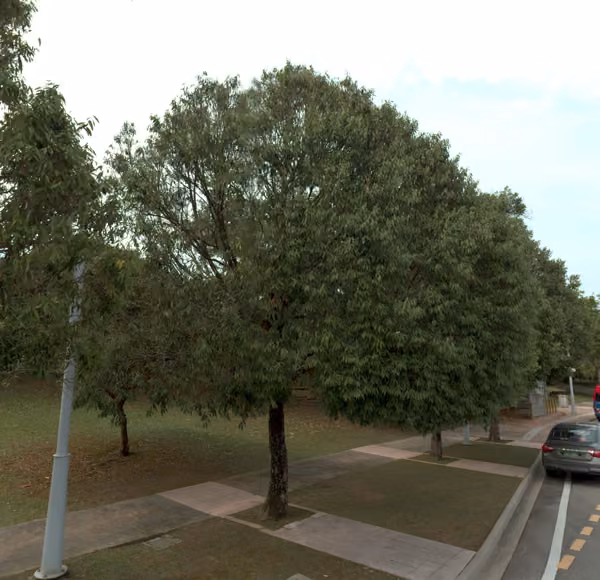 tree photo