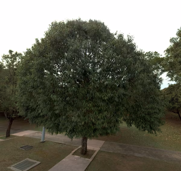 tree photo