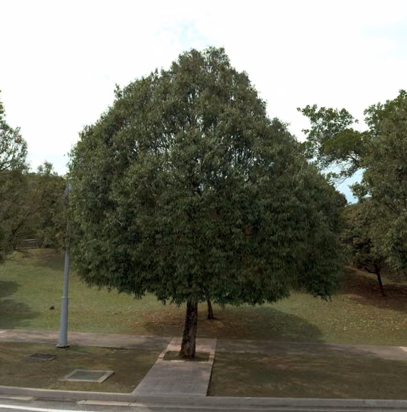 tree photo