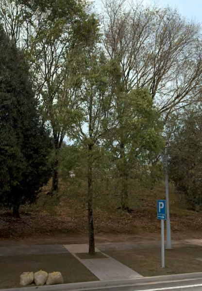 tree photo
