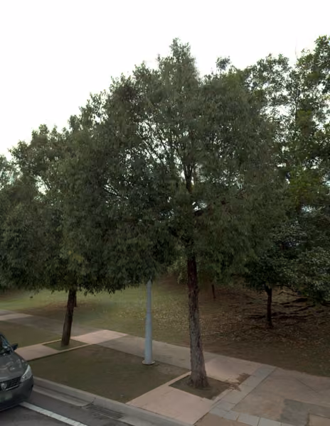 tree photo