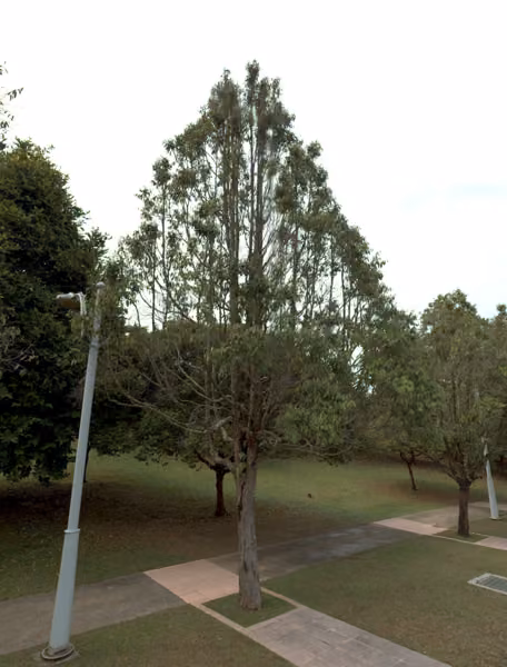tree photo