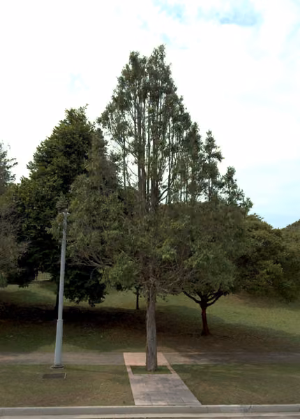 tree photo