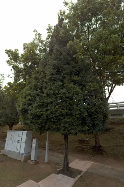 tree photo
