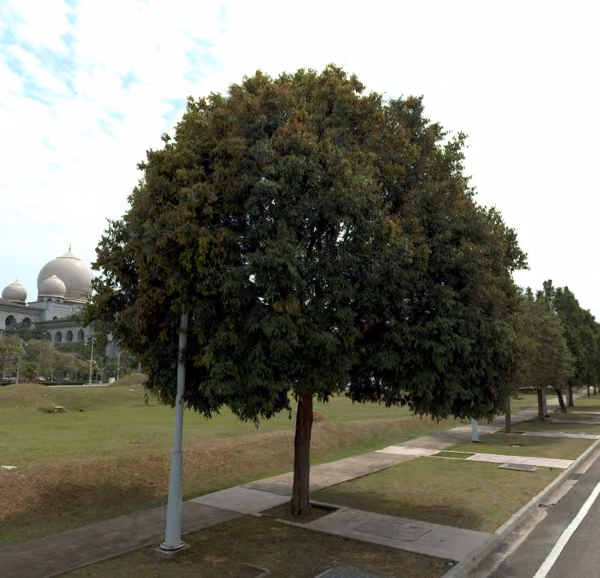 tree photo