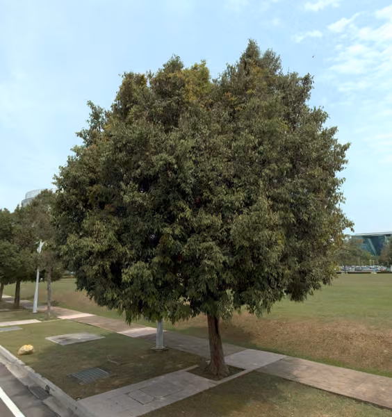 tree photo
