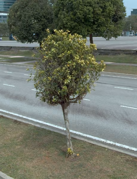 tree photo