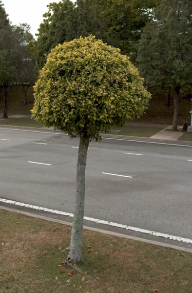 tree photo