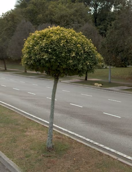 tree photo