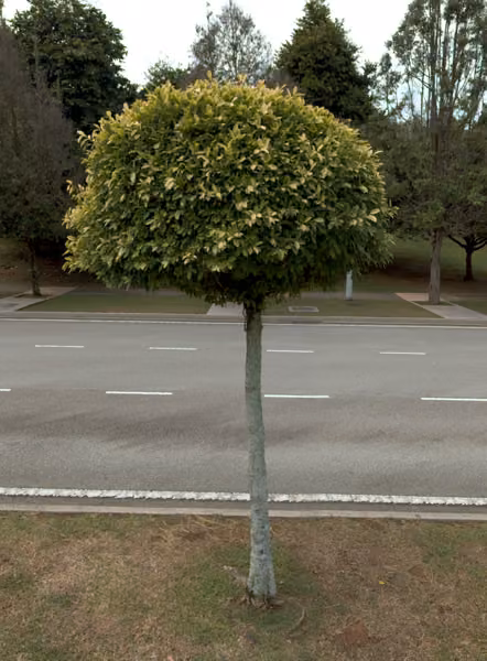 tree photo