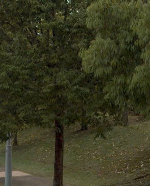 tree photo