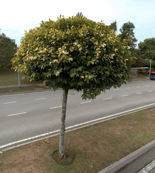 tree photo