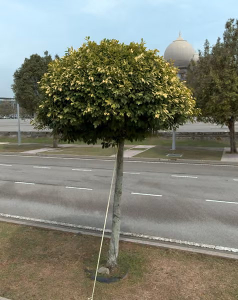 tree photo