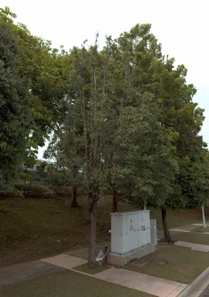 tree photo