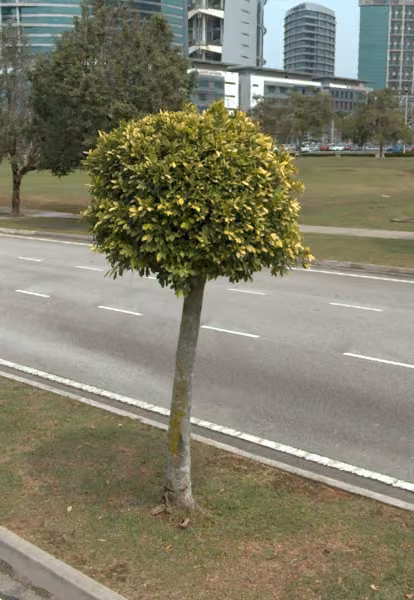 tree photo