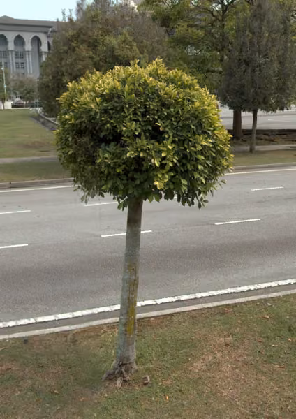 tree photo