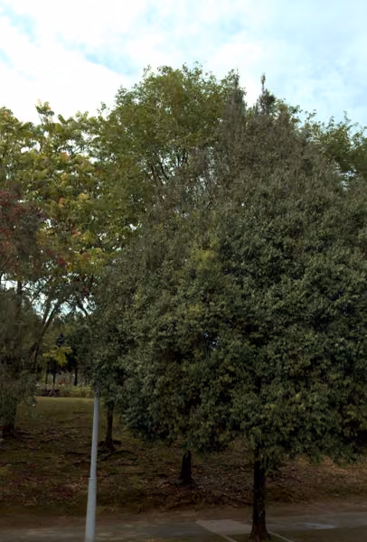 tree photo