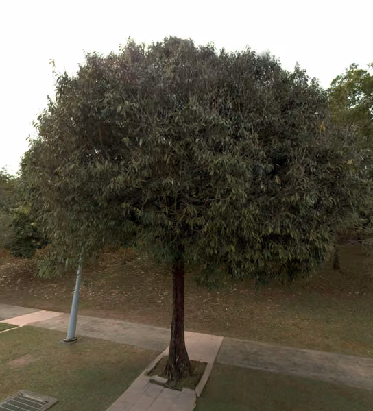 tree photo