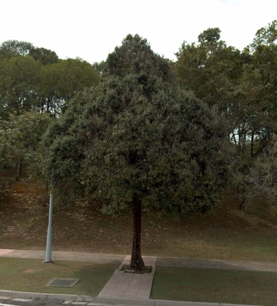 tree photo