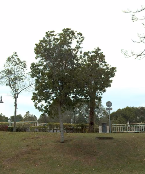tree photo