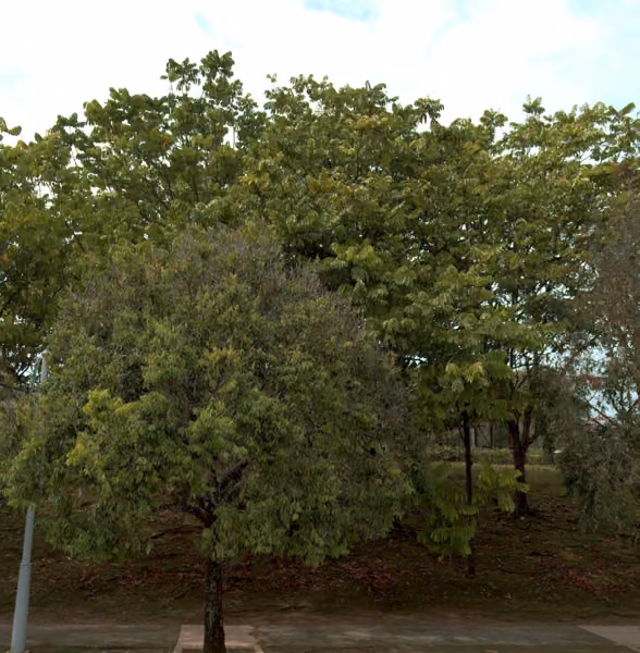 tree photo