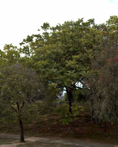 tree photo