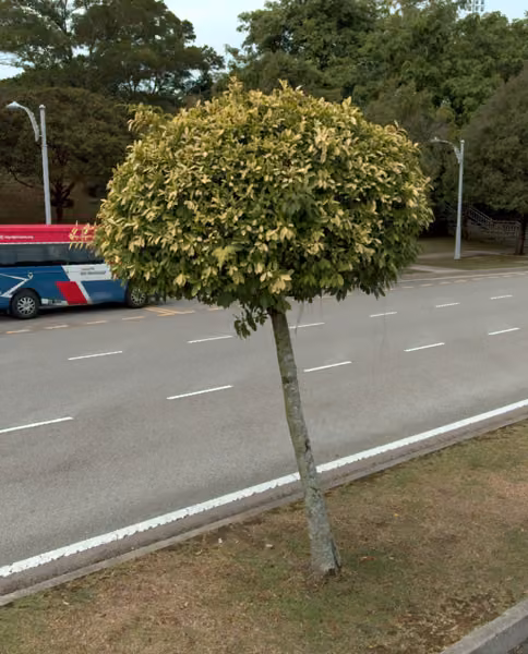tree photo