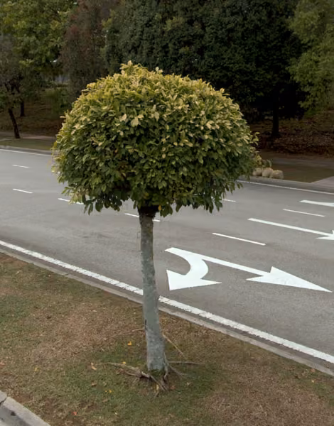 tree photo