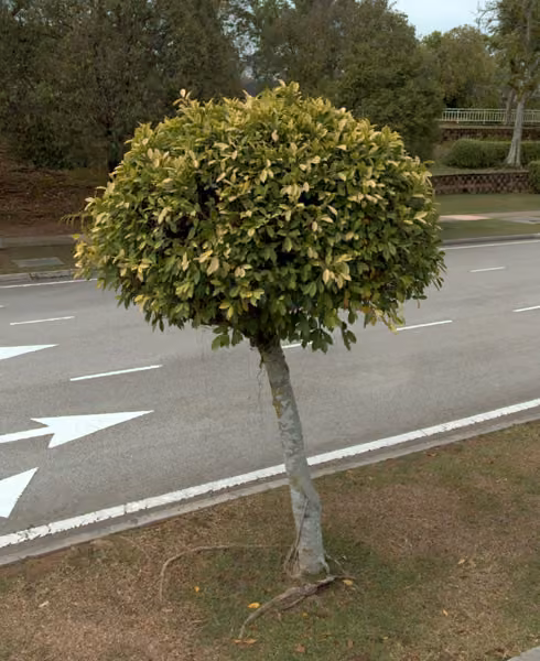 tree photo