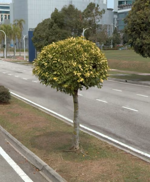 tree photo