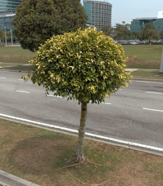 tree photo