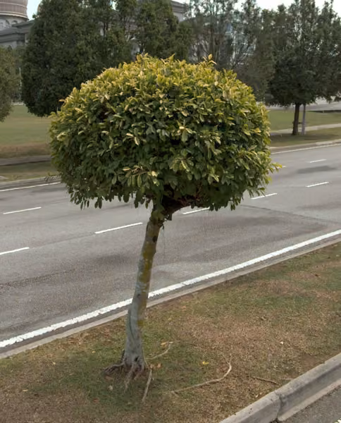 tree photo