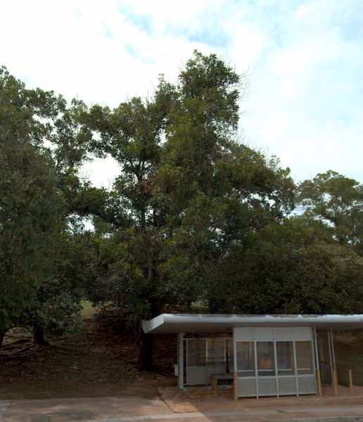 tree photo