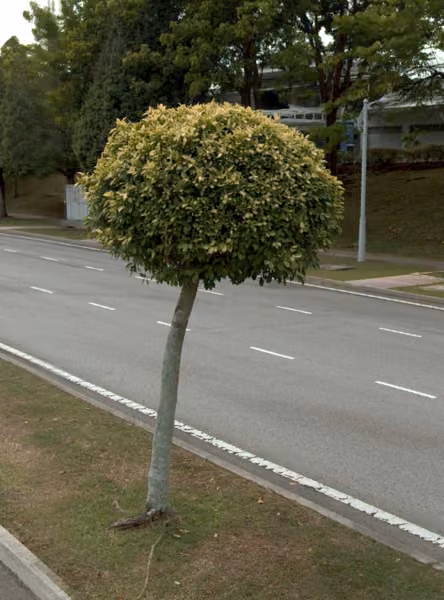 tree photo