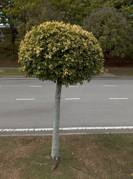 tree photo