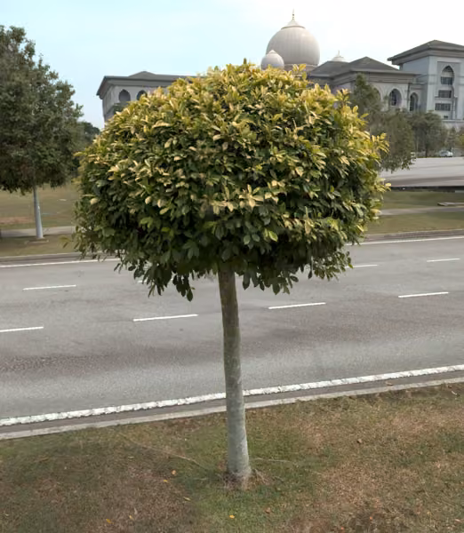 tree photo