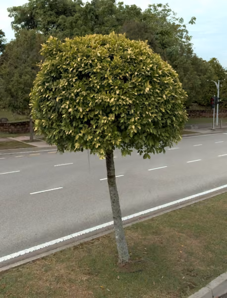 tree photo