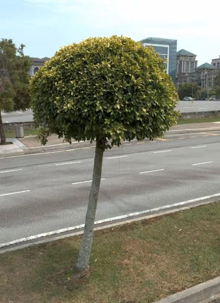 tree photo