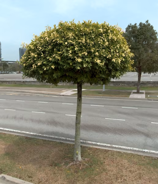 tree photo