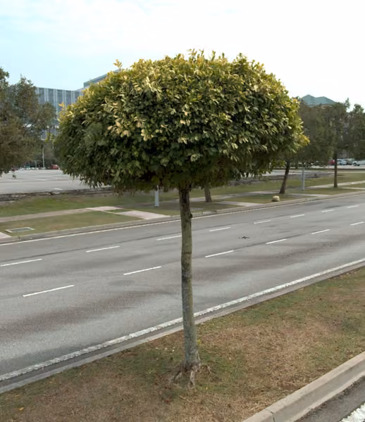 tree photo
