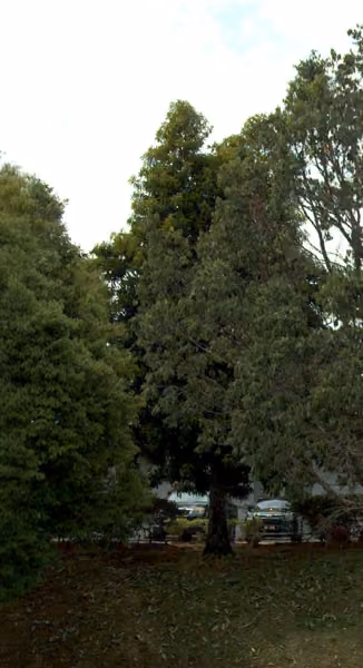 tree photo